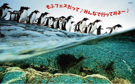 動物グッズ|アニマルグッズ|動物雑貨|イベント|大阪|関西|ハンドメイド|即売会|フェス|もふフェス|もふふぇす|モフフェス|動物好きによる、動物好きの為のフェスティバル『もふフェス』|京セラドーム|大阪ドーム|ニャンズマーケット|猫グッズ